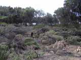 Lake Ngatu Walkway : Before restoration